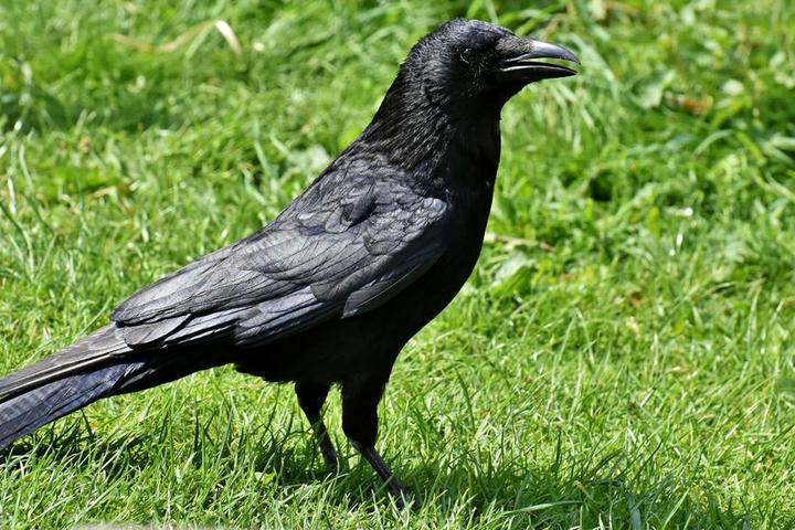 Conférence Les corbeaux au sommet de l'intelligence animale, pourquoi ?