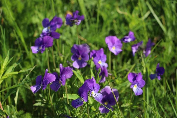 violettes de Saint Eulalie