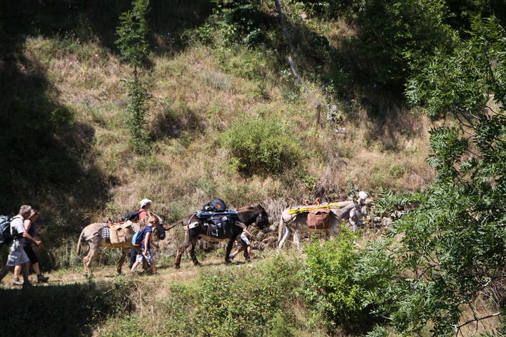 Les ânes de Farfara