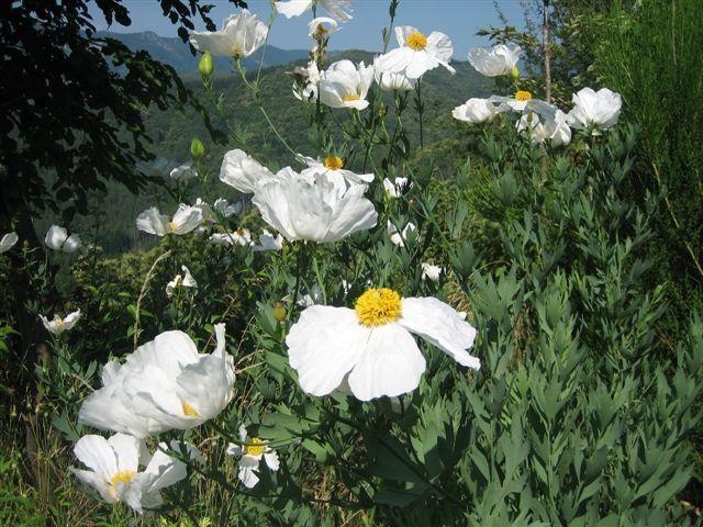 jardin_de_nelly6 jardin_de_nelly