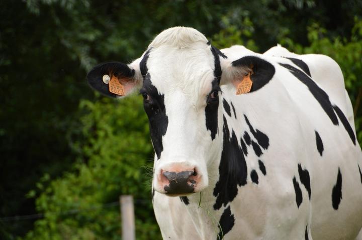 Vache a lait