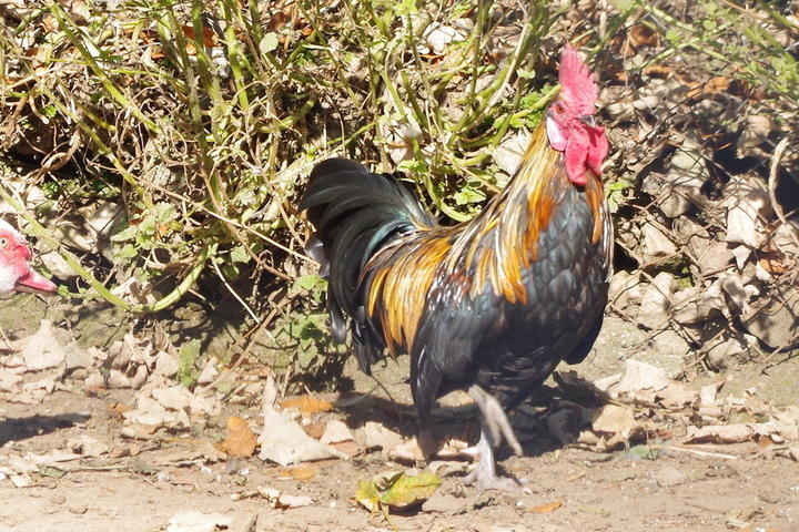 Coq ferme