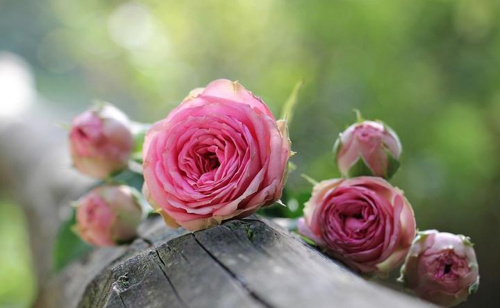 roses ©pixabay roses ©pixabay