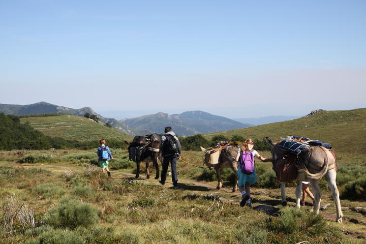 Les ânes de Farfara