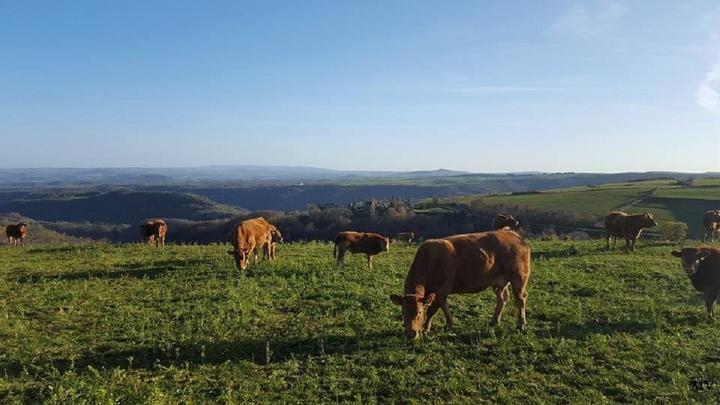 PDT Vaches
