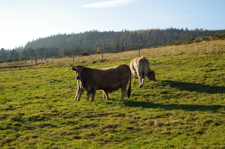 Troupeau Fin Gras