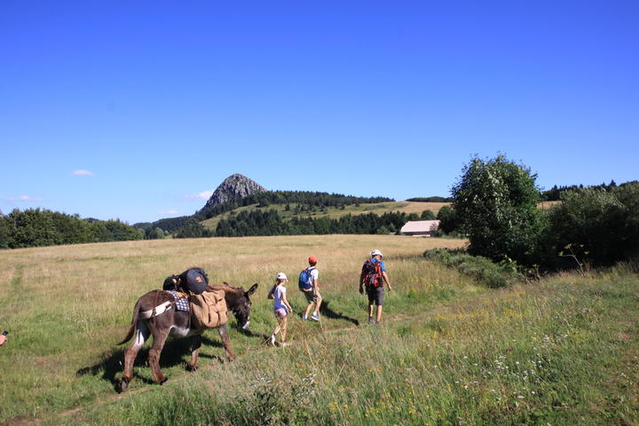 Les ânes de Farfara