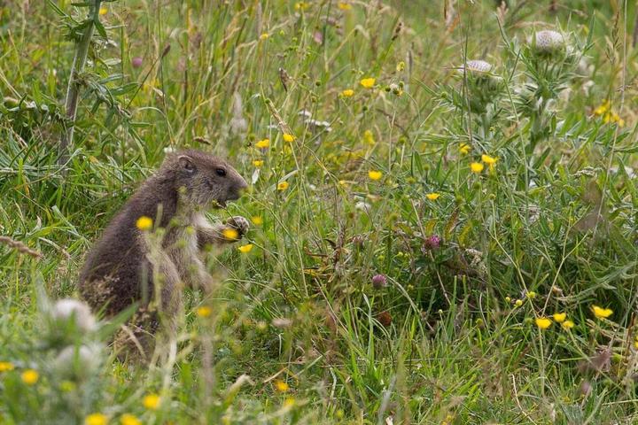 marmotte borée