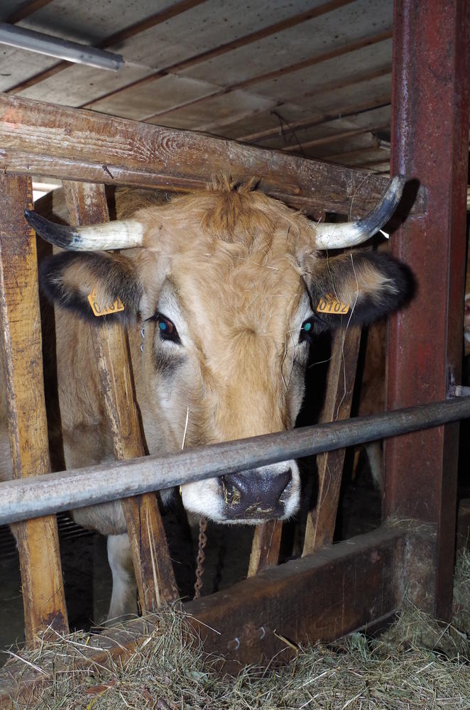 Vache à l'étable