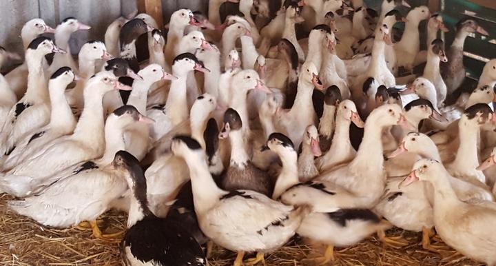 PDT canards
