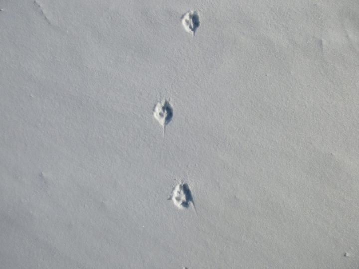 Traces de renard dans les monts d'Ardèche ©o.mathis Traces de renard dans les monts d'Ardèche ©o.mathis