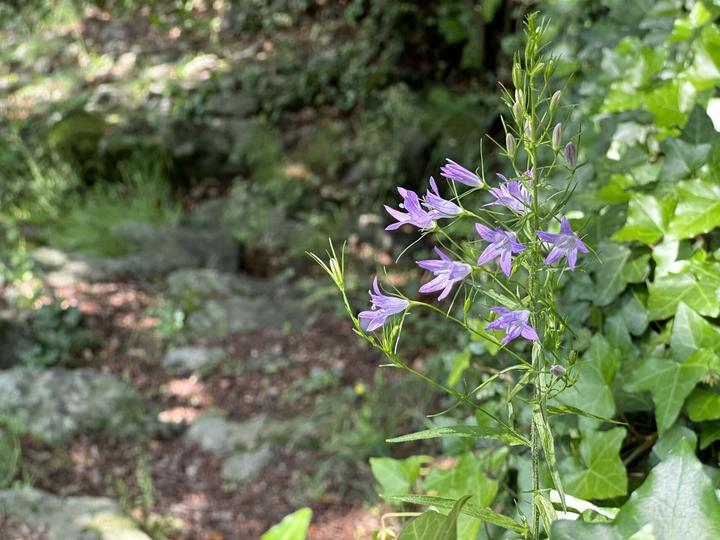 Barnas - Balade au sentier botanique - fleurs de campanule raiponce ©sourcesetvolcans Barnas - Balade au sentier botanique - fleurs de campanule raiponce ©sourcesetvolcans