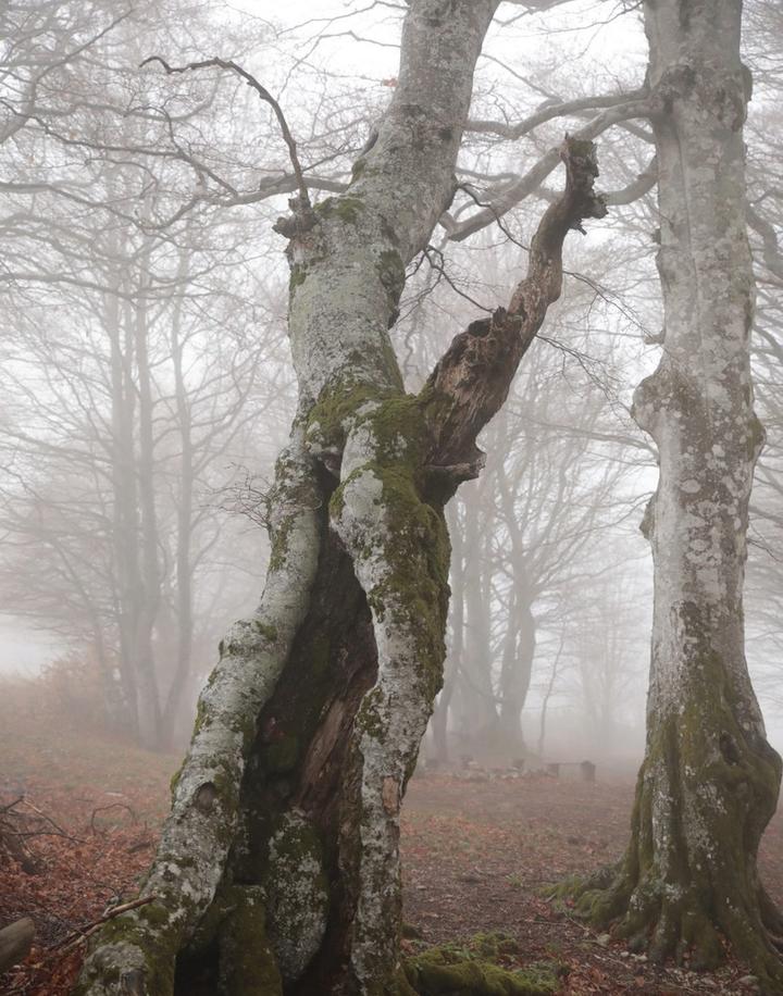 Les atomes de la forêt, les arbres ©O.MATHIS Les atomes de la forêt, les arbres ©O.MATHIS