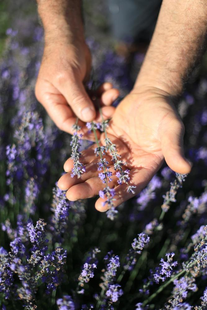 LAVANDE Lavande cultivée et distillée en Auvergne