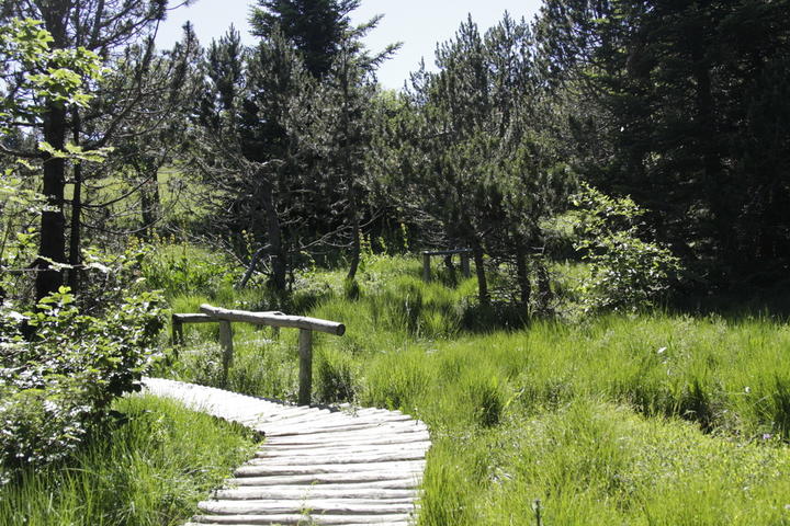 Taranis Arga