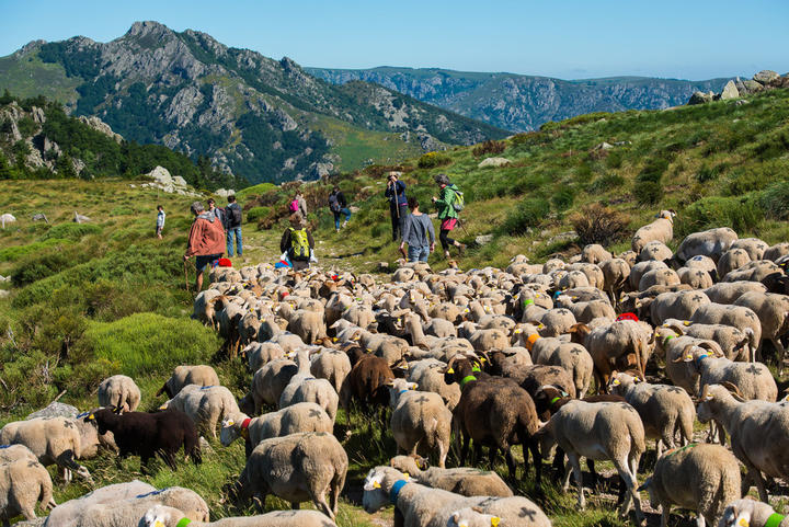 Estive du Tanargue