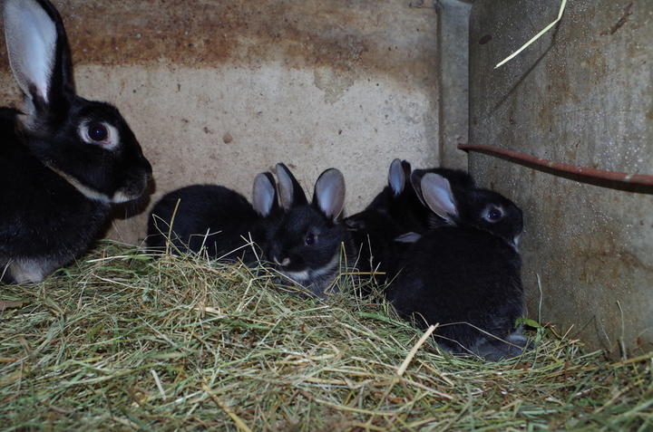 Lapins