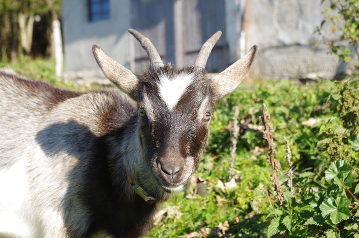 chèvre