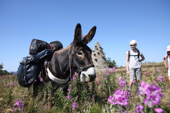 Les ânes de Farfara