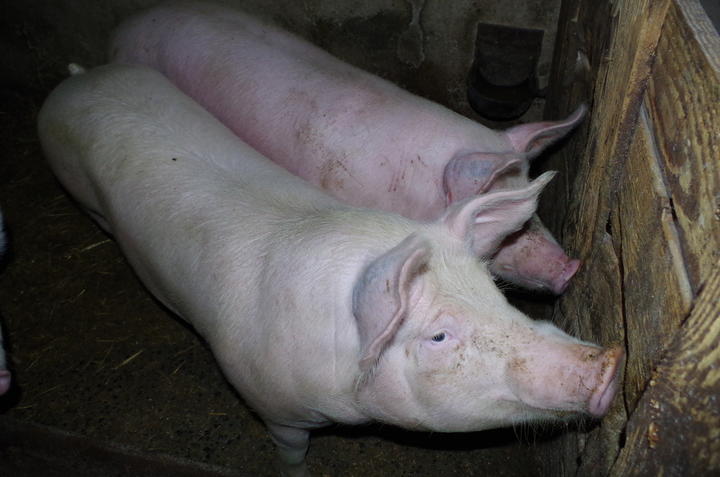 cochons