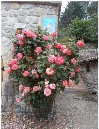 rosier en fleurs