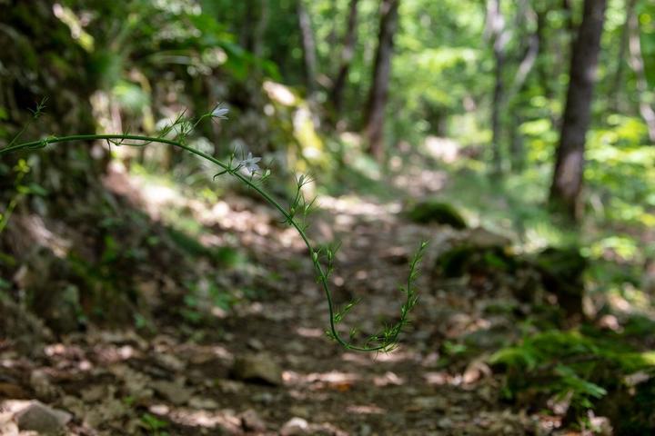 Barnas - Balade au sentier botanique - en forêt ©sourcesetvolcans Barnas - Balade au sentier botanique - en forêt ©sourcesetvolcans