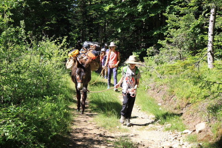 Les ânes de Farfara