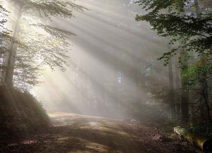 Forêt Forêt