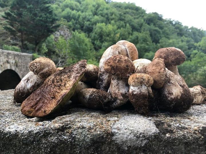 Récolte de cèpes au bord de la rivière