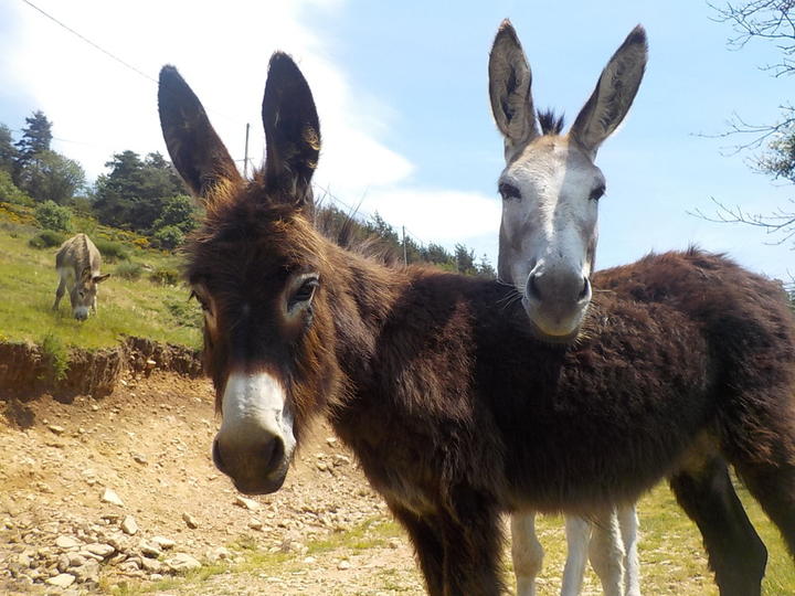 Onyx et Casimir